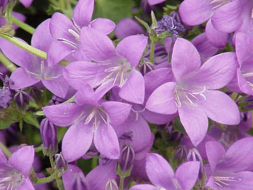 Photos Campanula poscharskyana - Bell flower