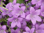 Photos Campanula poscharskyana