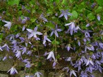 Photos Campanula poscharskyana