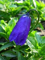 Photos Campanula pulla