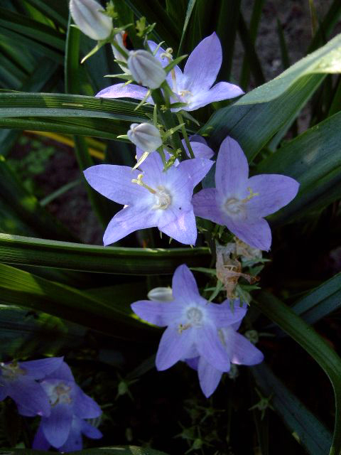 Photos Campanula pyramidalis - 