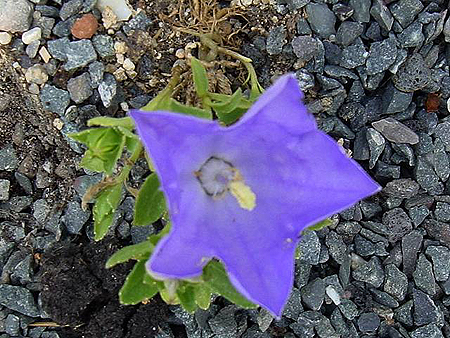 Photos Campanula raineri - Bell flower