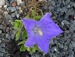 Photos Campanula raineri