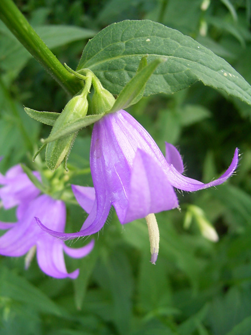 Photos Campanula rapunculoides - Bell flower