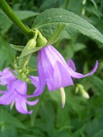 Photos Campanula rapunculoides