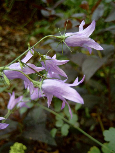 Photos Campanula rapunculus - Rampion
