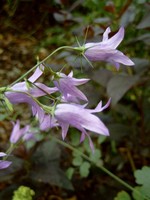 Photos Campanula rapunculus