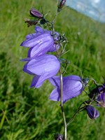 Photos Campanula rotundifolia
