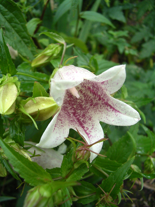 Photos Campanula takesimana - Bell flower