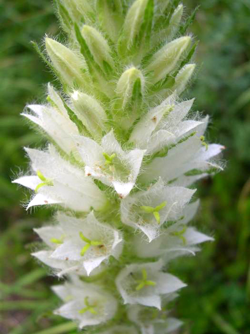 Photos Campanula thyrsoides - Bell flower