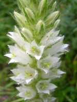 Photos Campanula thyrsoides