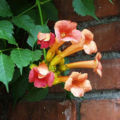 Photos Campsis radicans - Trumpet vine