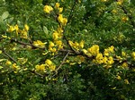 Caragana arborescens - Feinlaubiger Erbsenstrauch Lorbergii