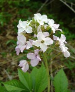 Photos Cardamine heptaphylla
