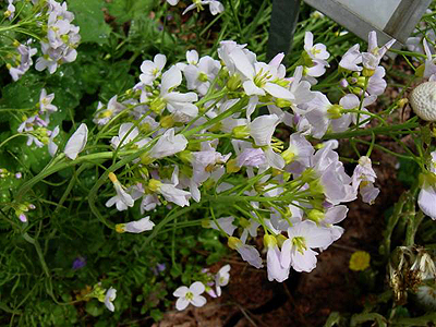 Photos Cardamine pratensis - 