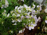 Photos Cardamine pratensis