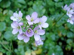 Cardamine raphanifolia - Rettichbl�ttriges Schaumkraut