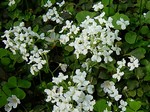 Photos Cardamine trifolia