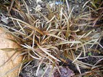 Photos Carex bergrenii