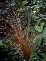 Photos Carex buchananii