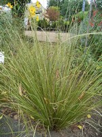 Photos Carex buchananii