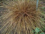 Photos Carex comans