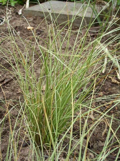 Photos Carex comans - Hanging sedge