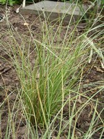 Photos Carex comans