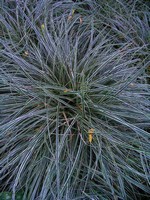 Photos Carex conica