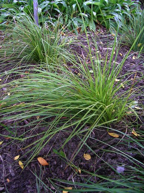 Photos Carex montana - Hanging sedge