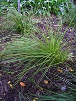 Photos Carex montana