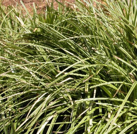 Photos Carex morrowii - Hanging sedge