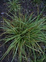 Photos Carex morrowii