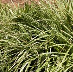 Photos Carex morrowii