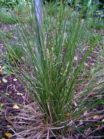 Photos Carex morrowii var. temnolepsis