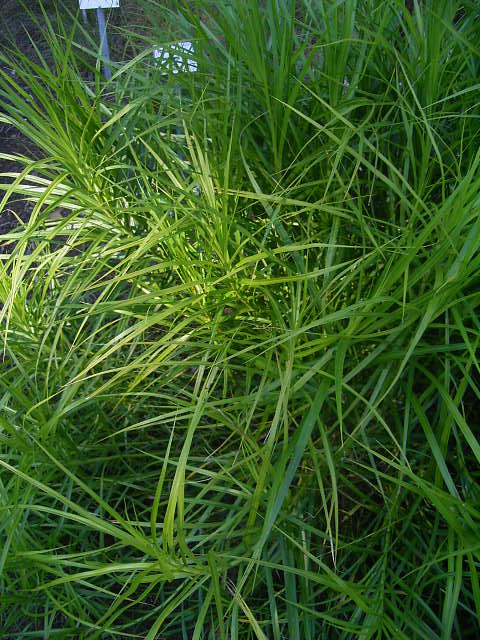 Photos Carex muskingumensis - 