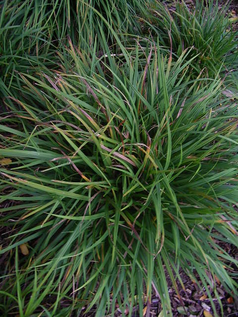 Photos Carex ornithopoda - Hanging sedge