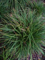 Photos Carex ornithopoda