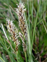Photos Carex paniculata