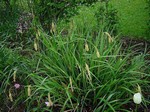 Photos Carex pendula