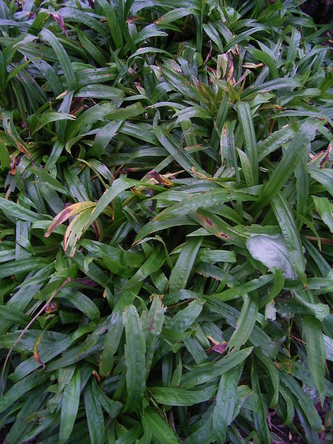 Photos Carex plantaginea - Hanging sedge