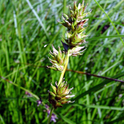 Photos Carex polyphylla - Hanging sedge