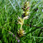 Photos Carex polyphylla