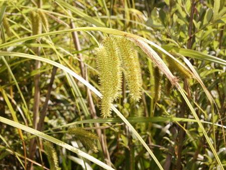 Photos Carex pseudocyperus - Hanging sedge