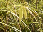 Photos Carex pseudocyperus