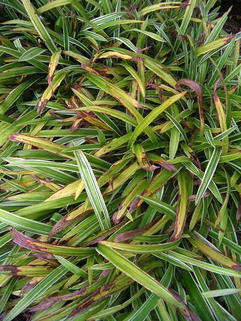 Photos Carex siderosticha - 