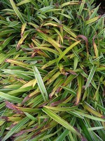 Photos Carex siderosticha