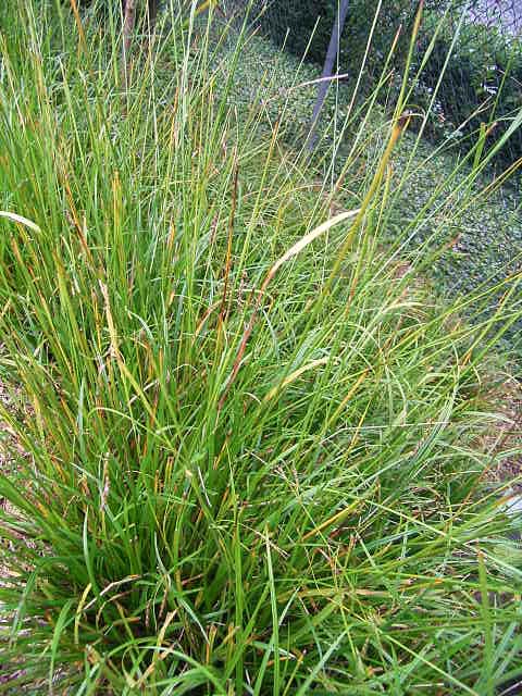 Photos Carex sylvatica - Hanging sedge