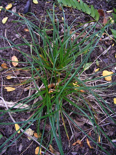 Photos Carex umbrosa - Hanging sedge