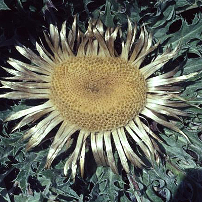 Photos Carlina acanthifolia - 